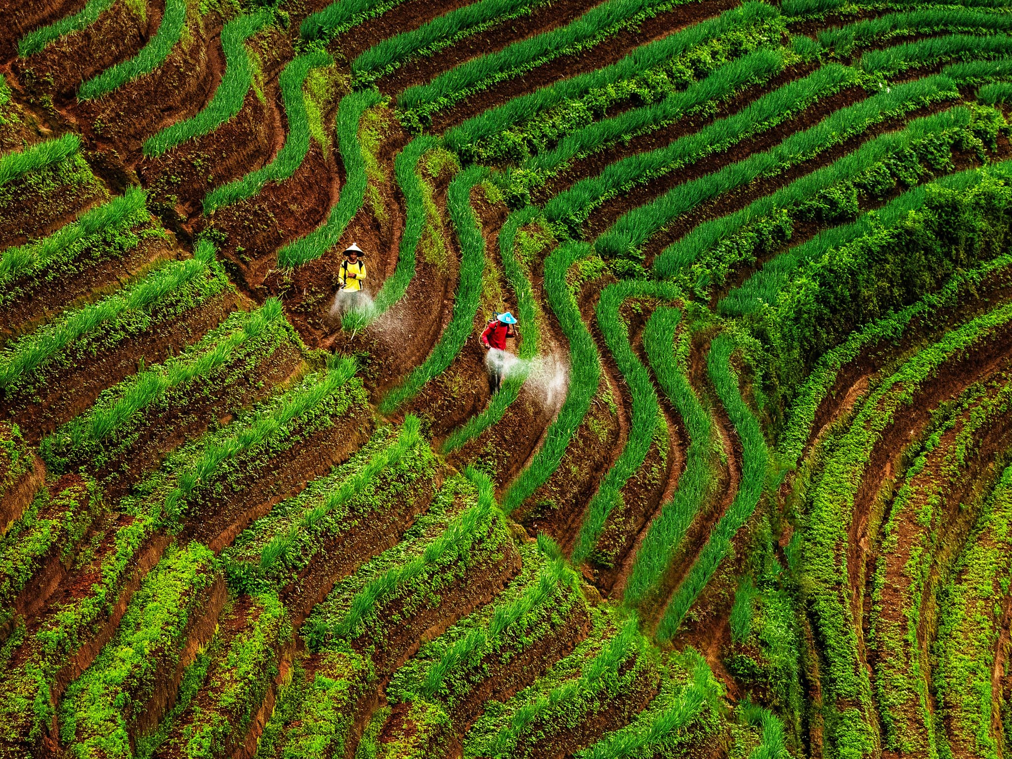 Agriculture Terraced Fields